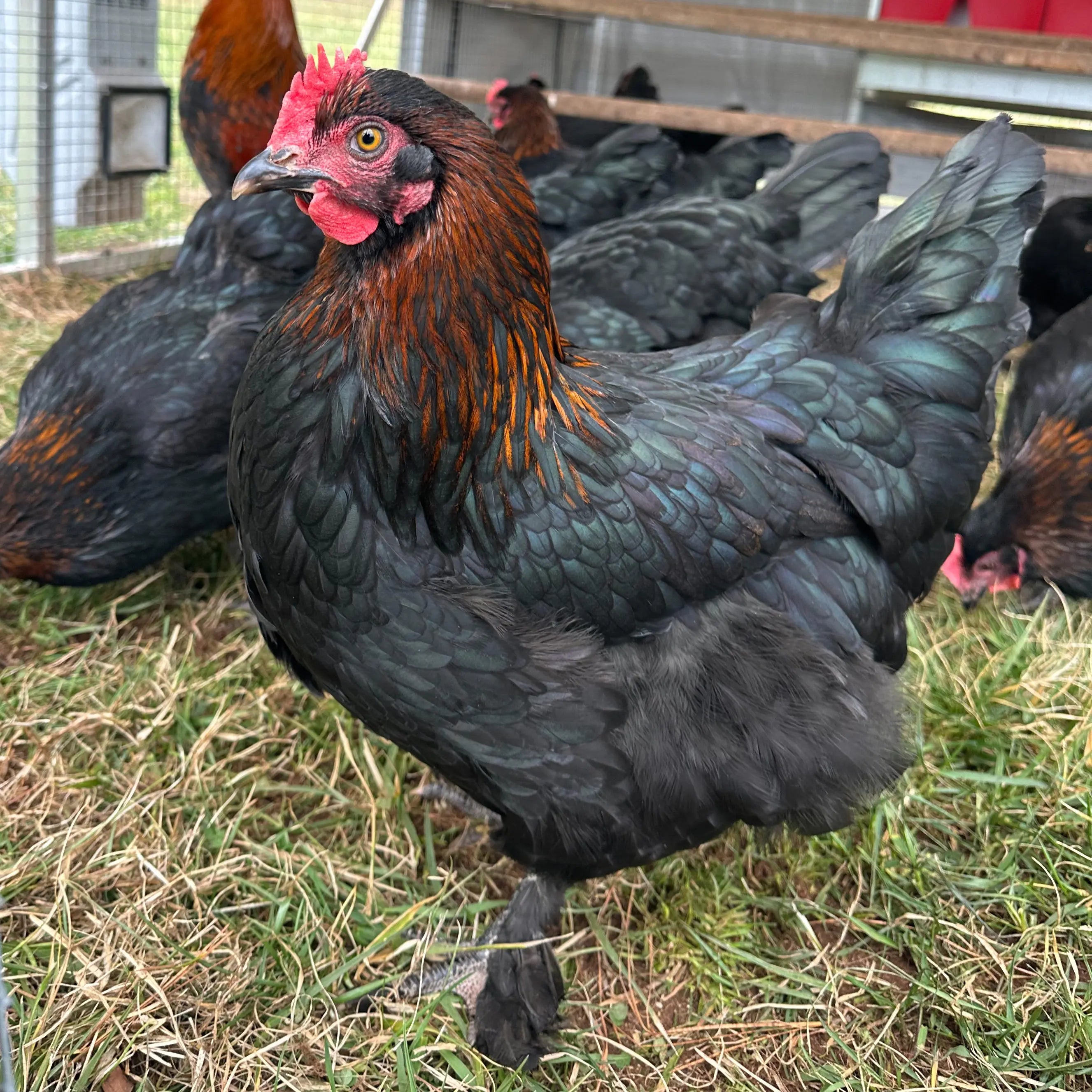 Cuckoo Maran Chickens Black cuckoo-maran-chickens-black