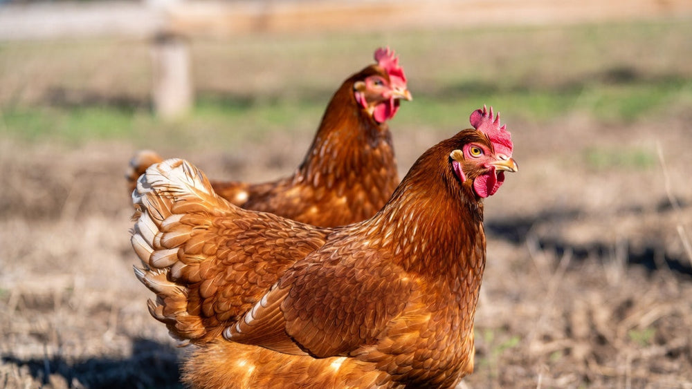 chicken in red dress Chicken in A Red Dress Vine