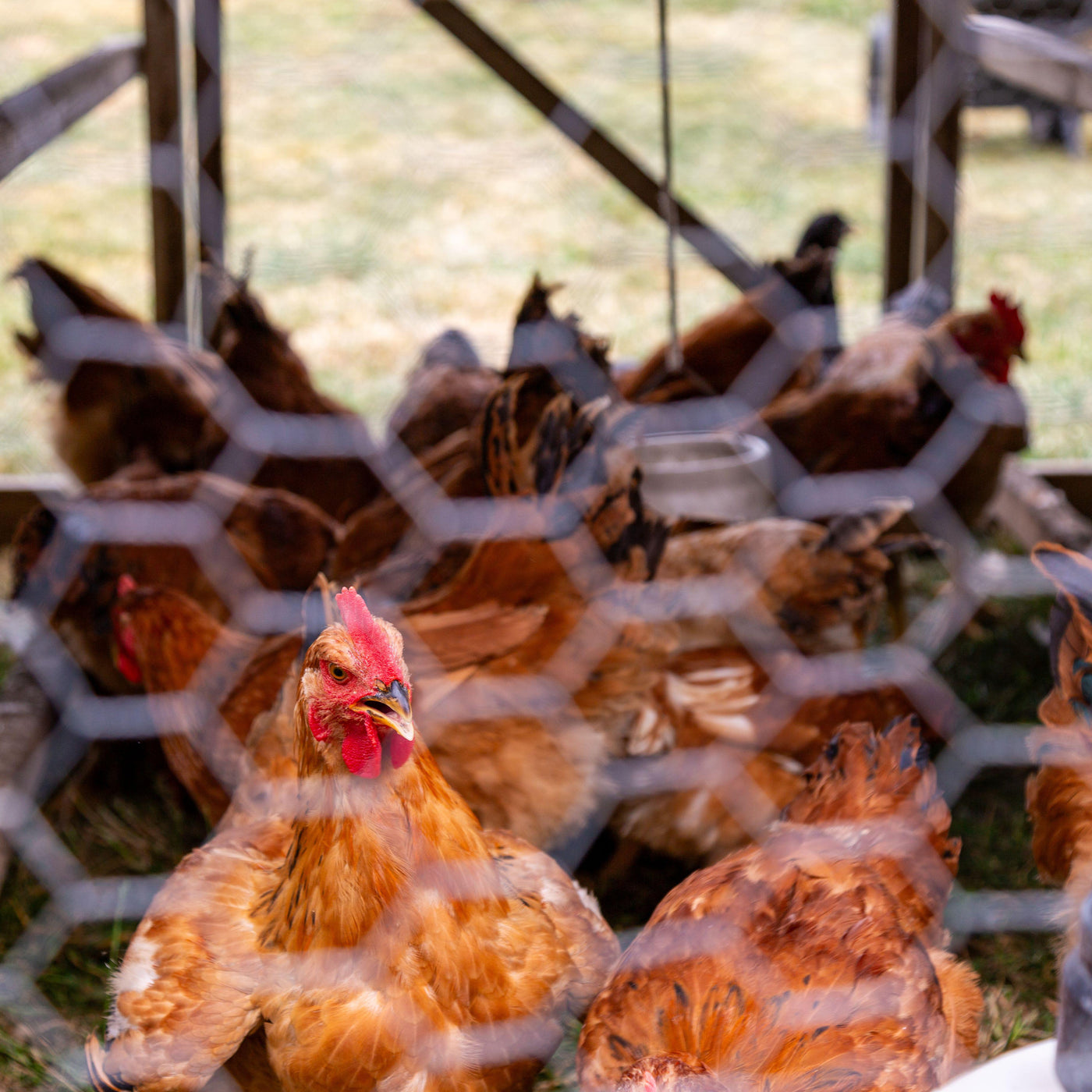 Red Ranger Hen Red Ranger Meat Chickens | Premium Pasture-Raised Broilers – Stumphouse ...