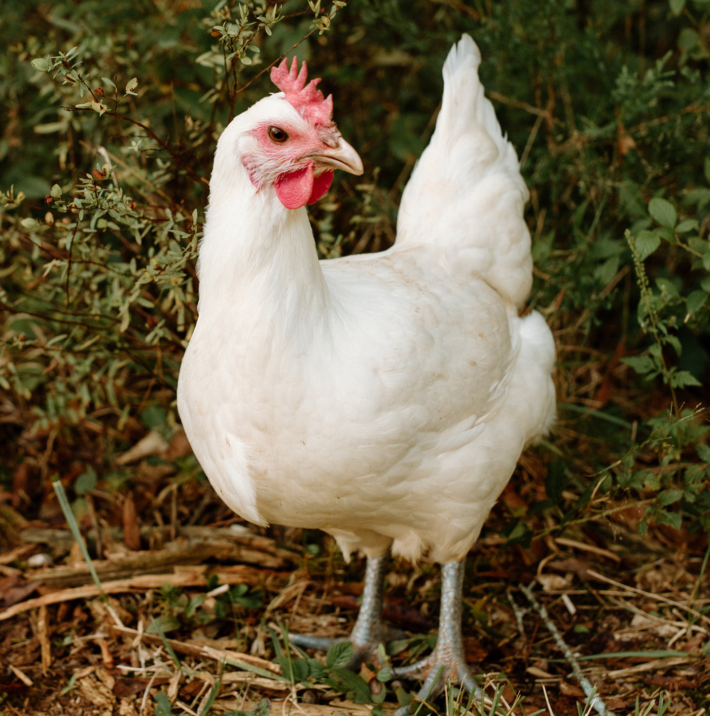 American White Bresse