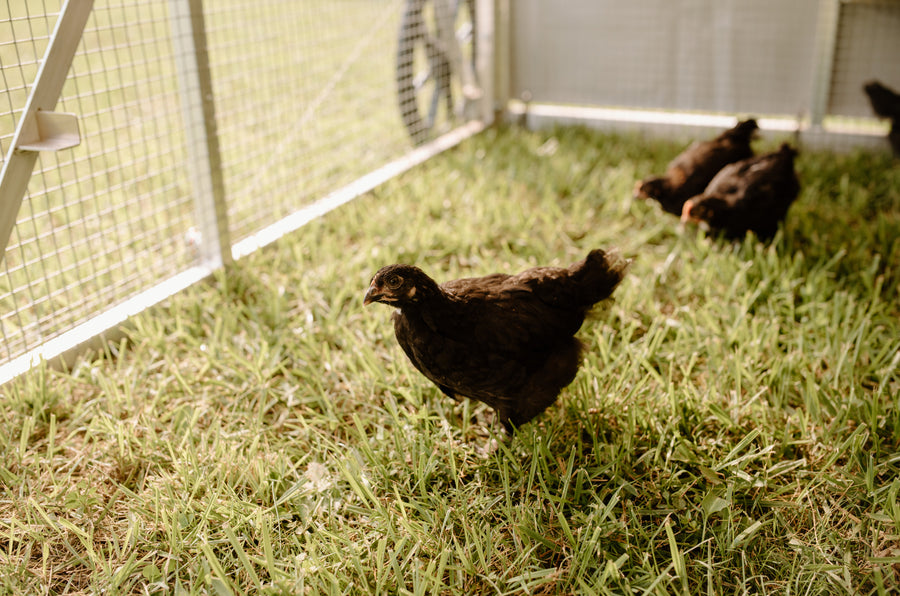 Gallery – Stumphouse Farms