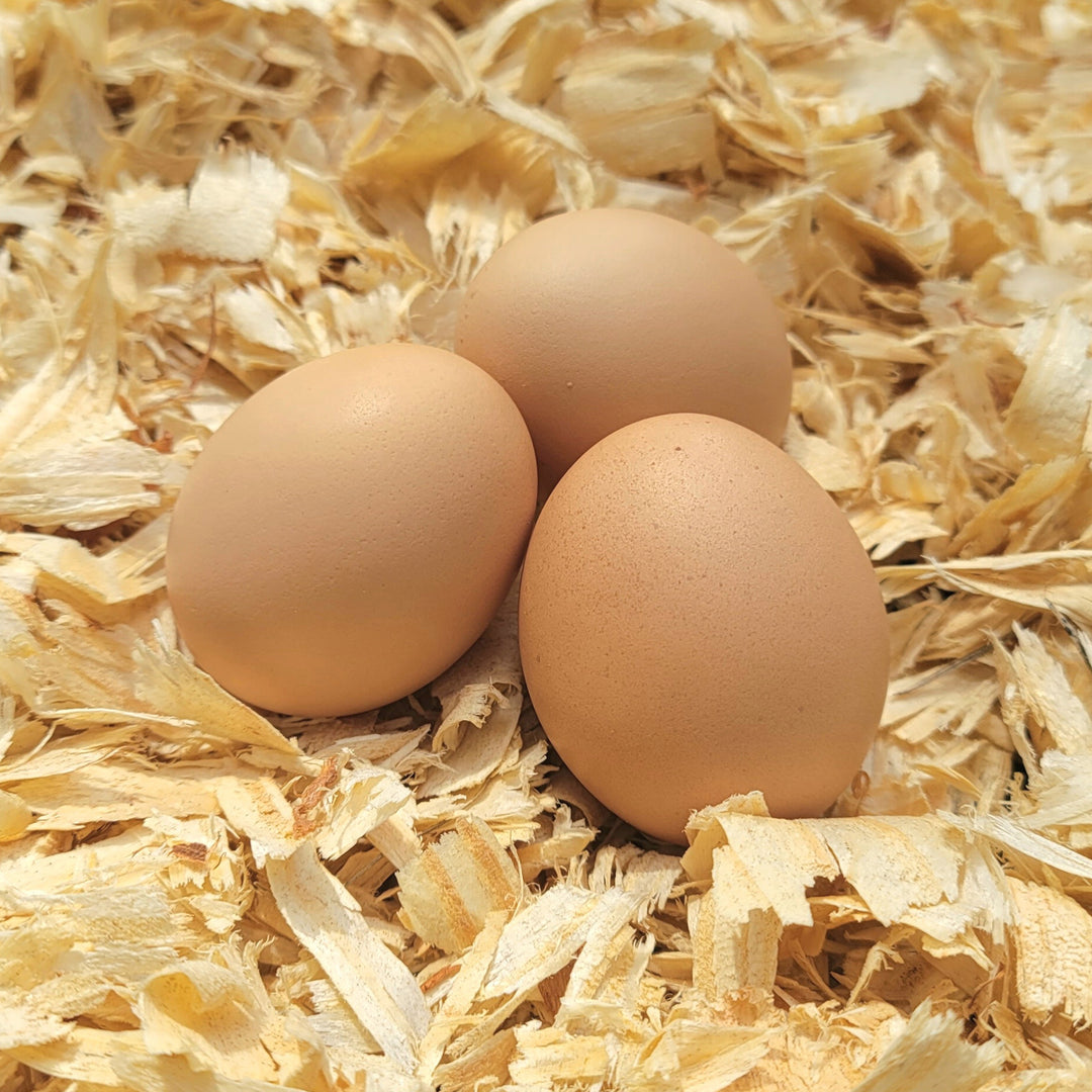 Hatching Eggs – Stumphouse Farms