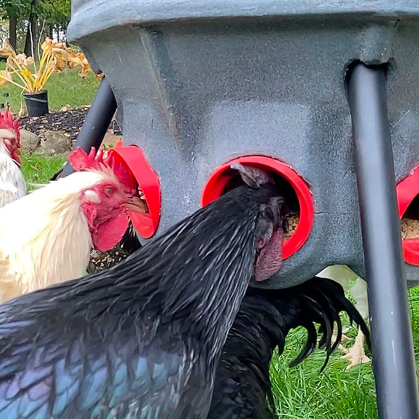 Hatching Time Feed Silo (40 lb) (By CoopWorx)