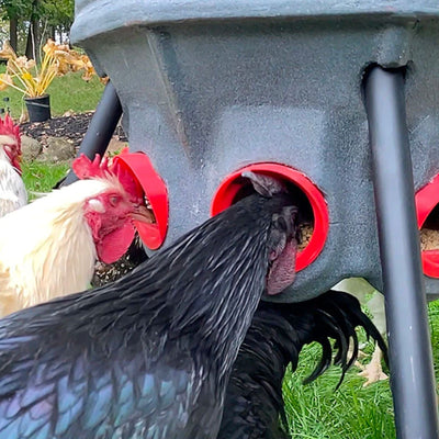 Hatching Time Feed Silo (40 lb) (By CoopWorx)