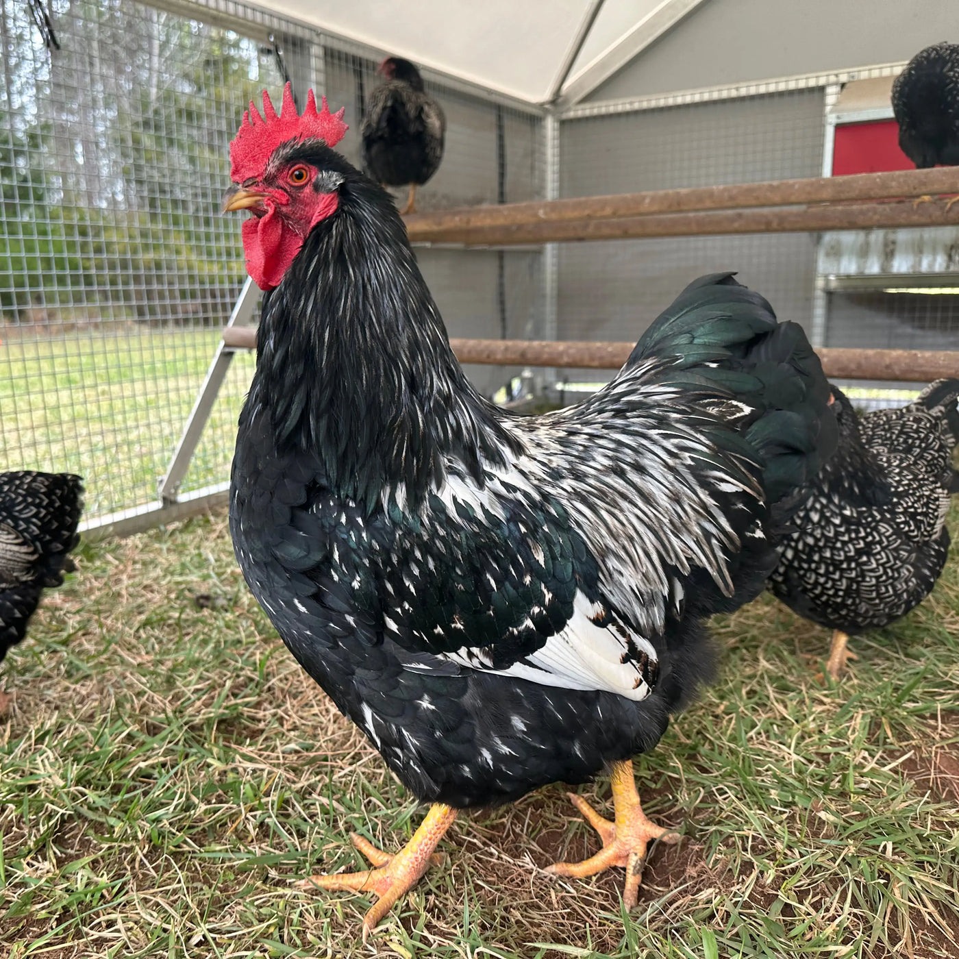 Barnevelder Rooster